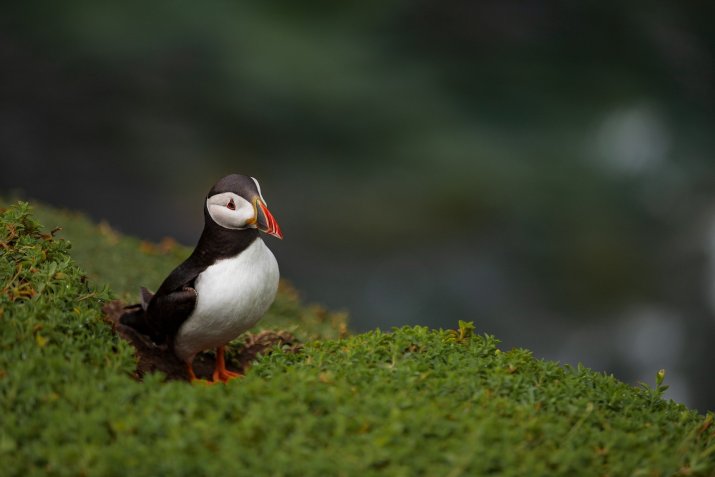 Da kann der Papageitaucher noch so traurig sein. Foto: Konrad Janik/Pixabay Da kann der Papageitaucher noch so traurig sein: Auf der grünen Insel gibt es keinen UKW-, sondern einen DAB-Ausstieg. Foto: Konrad Janik/Pixabay